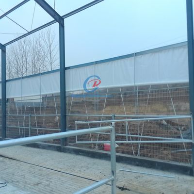 Steel Metal Shed Construction , Prefab Steel Shed For Dairy Farm