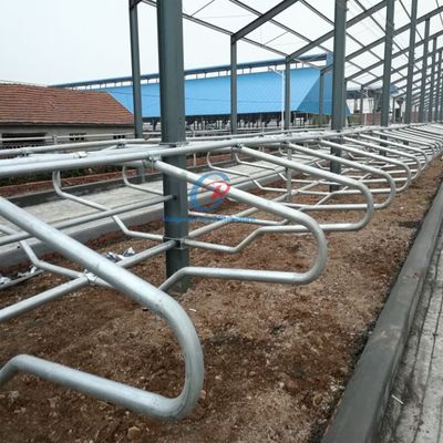 Customized Steel Structure Cow Shed Building Prefab Cattle Dairy Farm Metal Frame Sheds