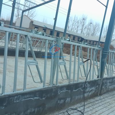 Sturdy Steel Structure Cow Shed Contemporary Steel Dairy Barns